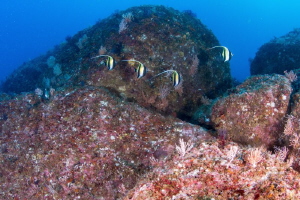 Four Morish Idol, Acapulco Mexico by Alejandro Topete 